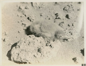Image of Young Black Back Gull [no, a young jaeger]
